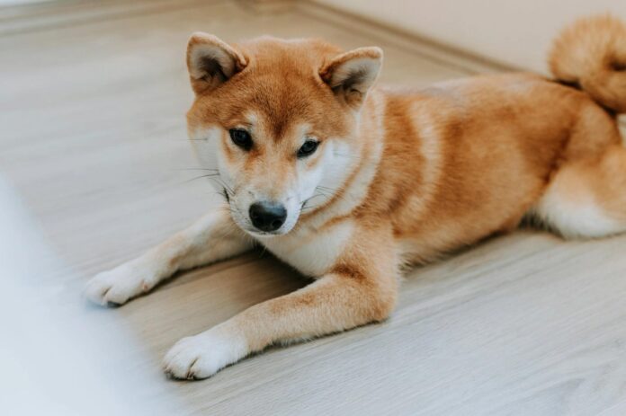 Trump-Backed Thumzup to Add 3,500 Dogecoin Mining Rigs With Dogehash Deal